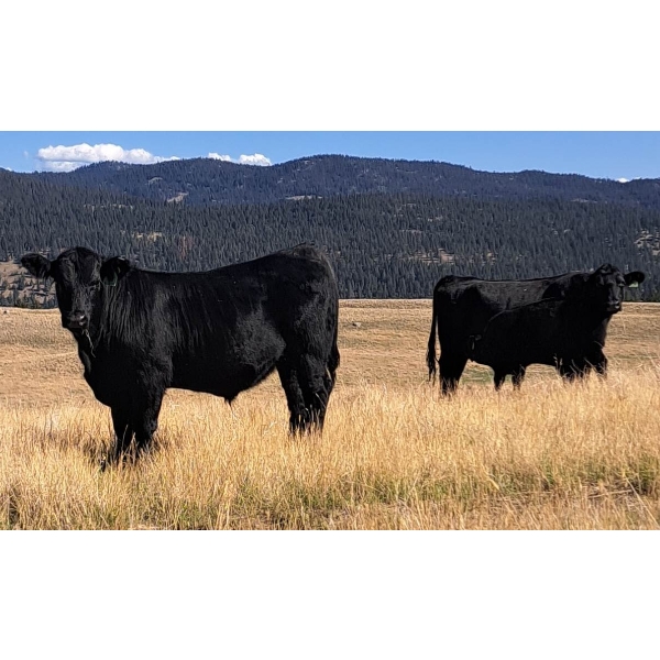 Schweb Family Cattle - 650# October Delivery Steer Calves - 90 Head (Logan Lake, BC)