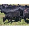 Image 16 : Wunder Farms - 550# October Delivery Steer Calves - 50 Head (Foam Lake, SK)