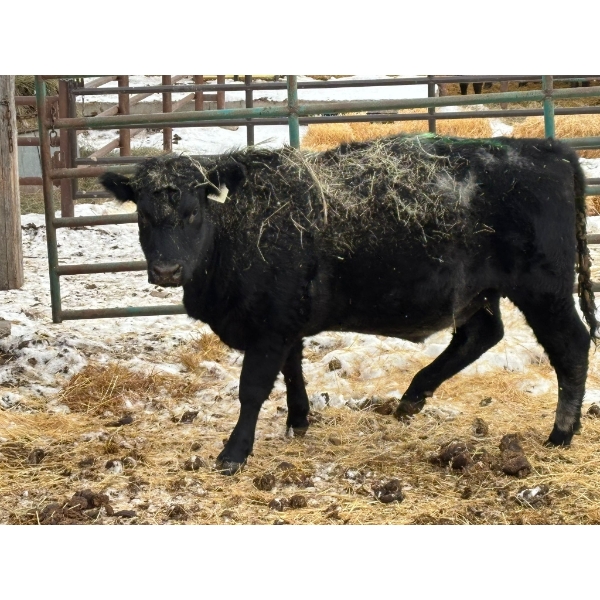 Scott & Gail Sapergia - 1 Heifer (Pen 506)