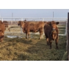 Image 3 : Hale Armstrong - 15 Red Heifers (Pen 417 - 419)