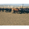 Image 10 : M.S. MacLean Livestock - 1020# May Delivery Steers - 59 Head (Coaldale, AB)