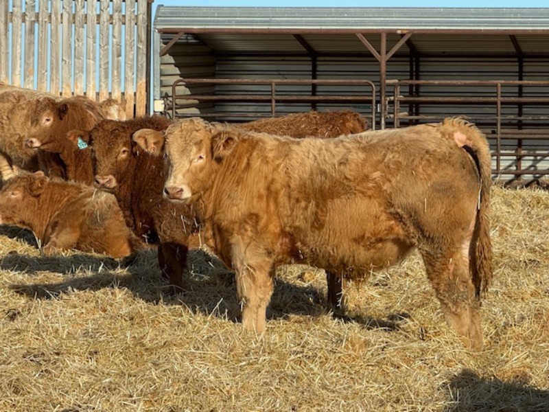 Rusty Ridge Ranch Adrienne Rusty Ridge Cattle Co. Ltd. - 950# February Delivery Steers - 120 Head ...