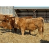Image 4 : Rusty Ridge Cattle Co. Ltd. - 950# February Delivery Steers - 120 Head (Bowden, AB)