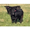 Image 1 : Terry Hines Livestock - 36 Black Angus Bred Heifers (Marwayne, AB)