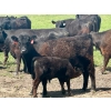 Image 12 : Schunicht Farms - 700# Dec/Jan Delivery Weaned Steers - 80 Head (Strathmore, AB)