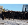 Image 1 : Brush Hills Ranch - 735# February Delivery Steers - 67 Head (Bentley, AB)