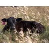 Image 8 : Vredegoor Ranch - 440# October Delivery Heifer Calves - 80 Head (Handhills, AB)