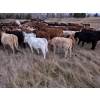 Image 4 : Mark & Cara Haywood-Farmer - 525# October Delivery Heifer Calves - 100 Head (Kamloops, BC)