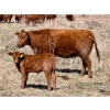 Image 5 : Meyer Cattle Inc. - 10 Red Angus X 3rd Calf Pairs (Lethbridge, AB)