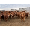 Image 7 : Pedersen Farms - 940# March Delivery Steers - 65 Head (Scandia, AB)