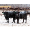 Image 4 : Bill Devos - 680# March Delivery Steers - 80 Head (Fork River, MB)