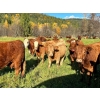 Image 10 : Squaw Valley Ranch - 850# October Delivery Steer Calves - 72 Head (Lumby, BC)