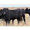 Image 7 : Kyle Torkelson - 25 Black Angus April/May Calving Bred Heifers (Millicent, AB)