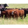 Image 12 : Calvin Rydzik - 625# November Delivery Steer Calves - 100 Head (Glenavon, SK)