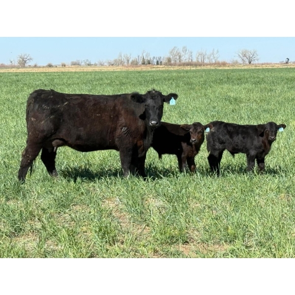 Sherwyn Torkelson - 10 Black/BBF 1st Calf Pairs (Patricia, AB)