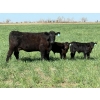 Image 1 : Sherwyn Torkelson - 10 Black/BBF 1st Calf Pairs (Patricia, AB)