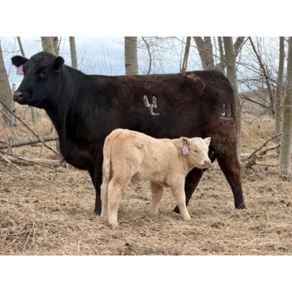 C & L Livestock - 29 Black 3rd Calf 3-Way Pairs (Edam, SK) VBP+