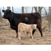 Image 1 : C & L Livestock - 29 Black 3rd Calf 3-Way Pairs (Edam, SK) VBP+