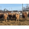 Image 13 : Winn Man Farms - 720# March Delivery Heifers - 254 Head (Winnipegosis, MB)