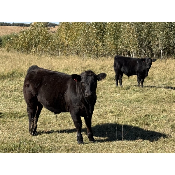 CTE Mueller Farms - 620# October Delivery Steer Calves - 75 Head (Olds, AB)