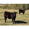 Image 1 : CTE Mueller Farms - 620# October Delivery Steer Calves - 75 Head (Olds, AB)