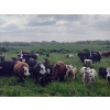 Image 2 : Ramage Land & Cattle - 550# November Delivery Steer Calves - 65 Head (Fairlight, SK) VBP+