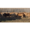 Image 4 : Last Chance Ranch - 610# October Delivery Heifer Calves - 100 Head (Piapot, SK)