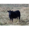 Image 3 : Susy Friesen - 550# October Delivery Steer Calves - 55 Head (Patricia, AB)