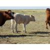 Image 9 : Ernie, Kathy & Kyle Lee - 600# October Delivery Steer Calves - 80 Head (Hanna, AB)