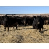 Image 5 : Hegedys Ranching - 1030# January Delivery Steers - 62 Head (Acme, AB)
