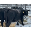 Image 4 : Crooked Creek Farms - 19 Black 4th Calvers (Pen 439)