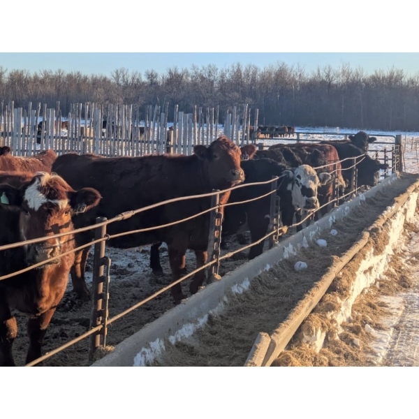 Long Haul Farms - 40 Exotic/Angus X April/May Calving Bred Cows (Steinbach, MB)