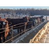 Image 1 : Long Haul Farms - 40 Exotic/Angus X April/May Calving Bred Cows (Steinbach, MB)