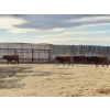 Image 5 : Sierra Colony Farms Ltd. - 750# January Delivery Weaned Steers - 78 Head (Eastend, SK)