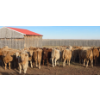 Image 5 : Last Chance Ranch - 610# October Delivery Heifer Calves - 100 Head (Piapot, SK)