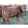 Image 4 : A&S Farms - 27 Red/Red X/Simm X Bred Cows (Picture Butte, AB)