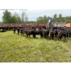 Image 4 : Ryan & Lisa Smith - 560# November Delivery Steer Calves - 85 Head (Winfield, AB)