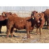 Image 2 : Hebert Livestock Ventures - 725# March Delivery Heifers - 128 Head (Wawota, SK) VBP+