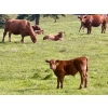 Image 8 : Black Diamond Land & Cattle (Rocky Mountain Ranch) 580# November Delivery Steer Calves - 105 Head 