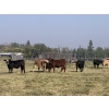 Image 3 : Bar Y Ranches - 1020# September Delivery Grass Steers - 52 Head (Ponoka, AB)