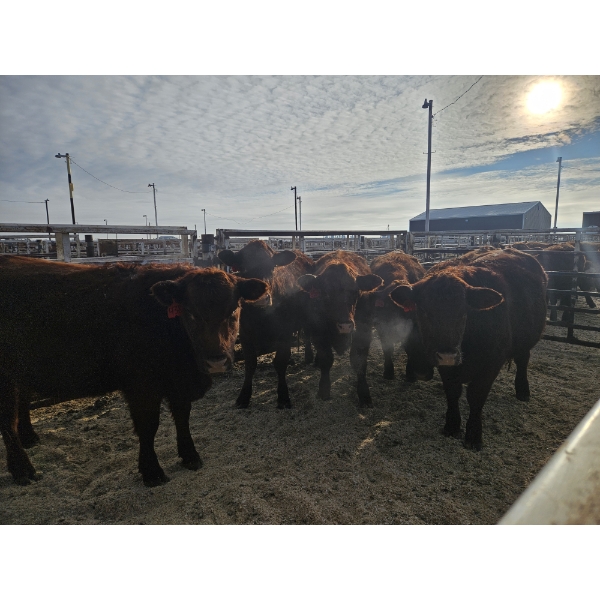 Ribbon Creek Ranch - 6 Red Heifers (Pen 314 - 316) 1033# avg