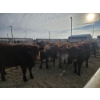 Image 1 : Ribbon Creek Ranch - 6 Red Heifers (Pen 314 - 316) 1033# avg