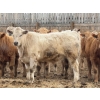 Image 7 : Justin Tateson - 960# March Delivery Steers - 125 Head (Scandia, AB)