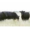 Image 5 : Right Cross Ranch - 1375# August Delivery Mature Open Cows - 25 Head (Gapview, SK)
