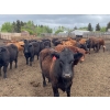 Image 7 : Ardell Forth - 1000# September Delivery Grass Steers - 62 Head (Wetaskiwin, AB)