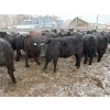 Image 4 : T & S Stock Farms - 947# March Delivery Steers - 60 Head (Scandia, AB)