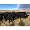 Image 4 : Antelope Butte Ranch - 867# March Delivery Steers - 144 Head (Lundbrek, AB) VBP+