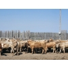 Image 6 : LZ Farms Inc. - 885# August Delivery Heifers - 65 Head (Kyle, SK)