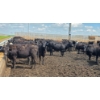 Image 7 : Cattlewood Farms Ltd. - 670# July Delivery Heifers - 90 Head (Fincastle, AB)