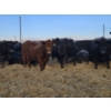 Image 5 : Brent & Tyler Stammers - 2 Red Cows (Pen 705)